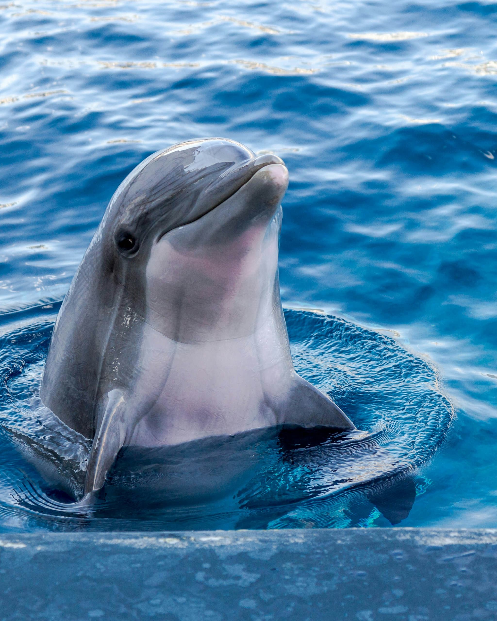 Bottlenose Dolphin