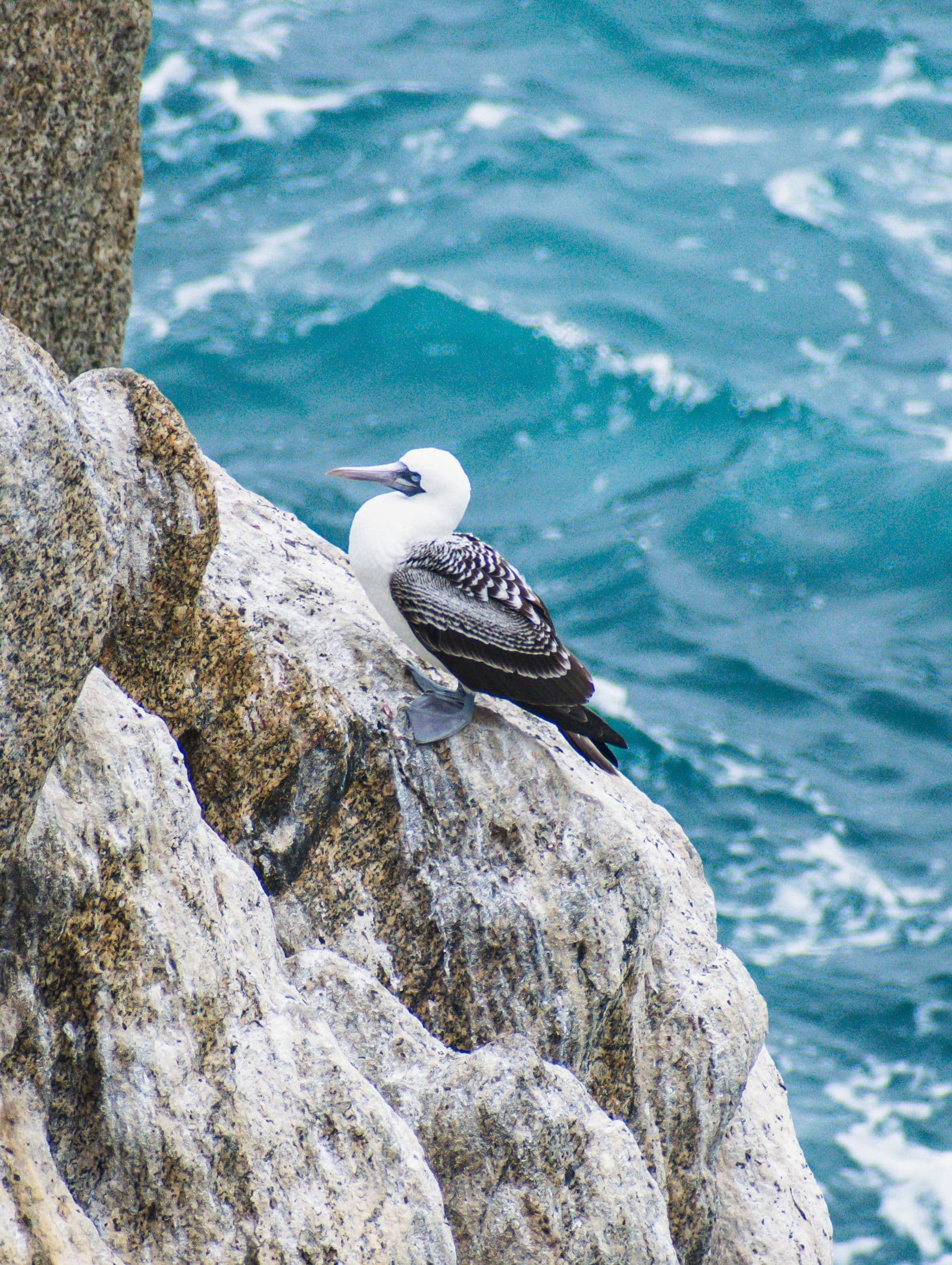 Peruvian Booby